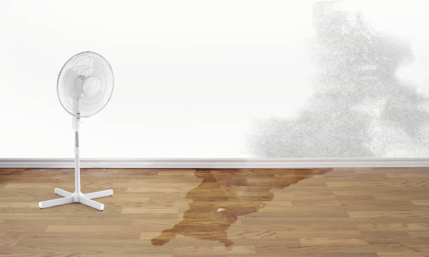 Best Professional water damage repair  in Smackover, AR